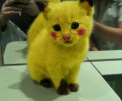 pikachu-cat-412x550 thumb